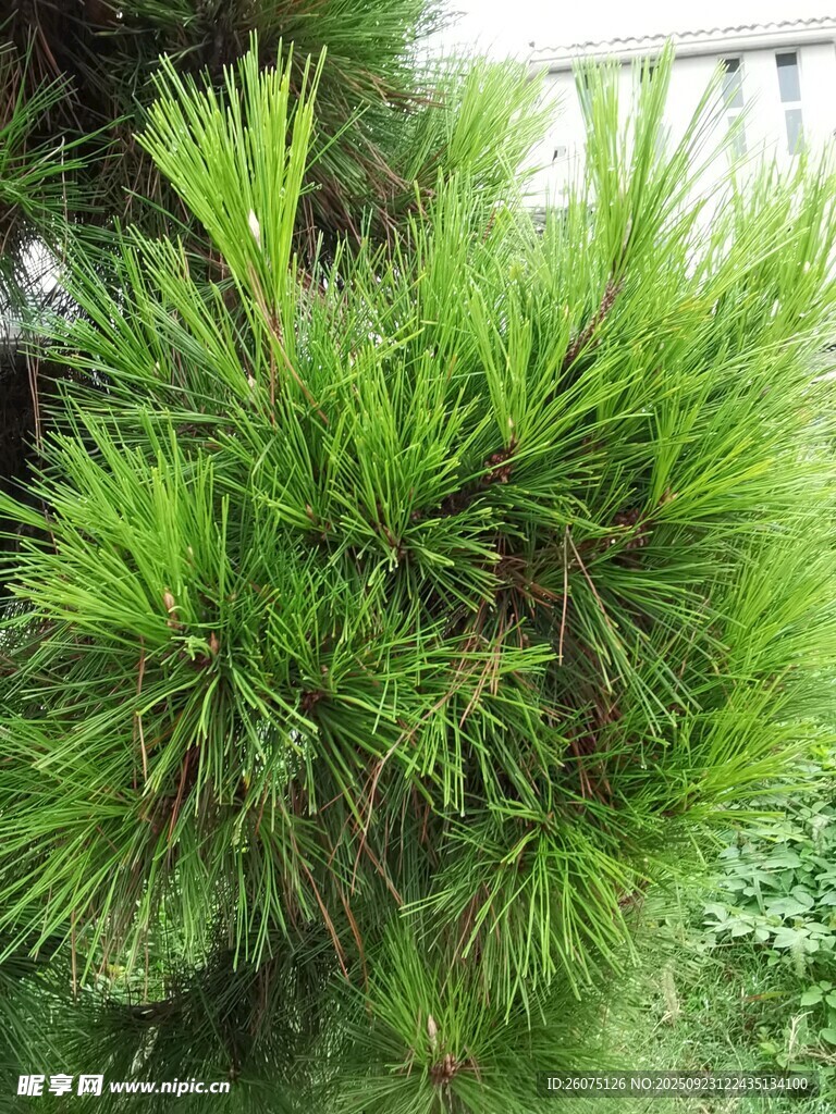 翠綠松樹特寫