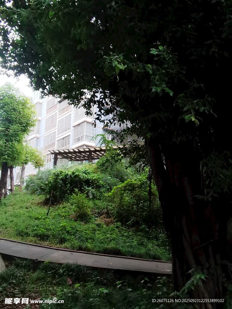 林間小徑靜謐自然景致