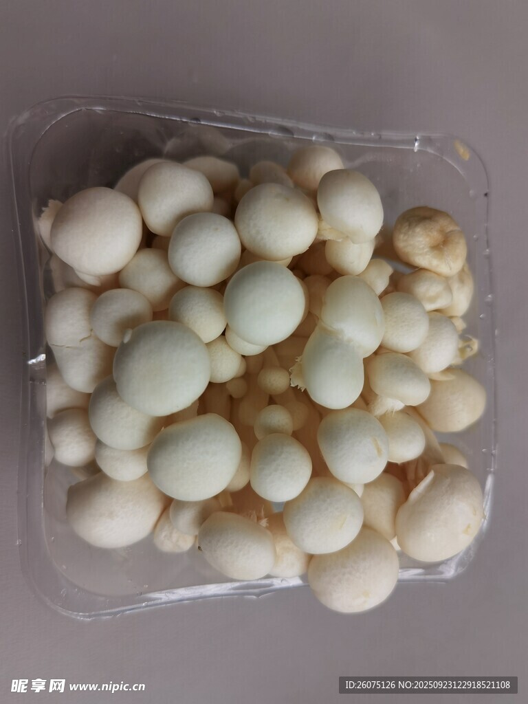 新鮮白玉菇