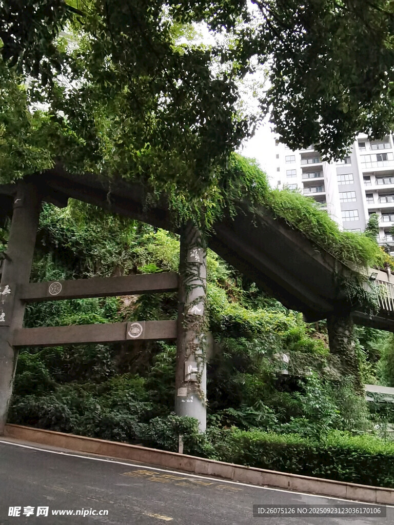 城市中纏繞綠植的奇特樹(shù)木