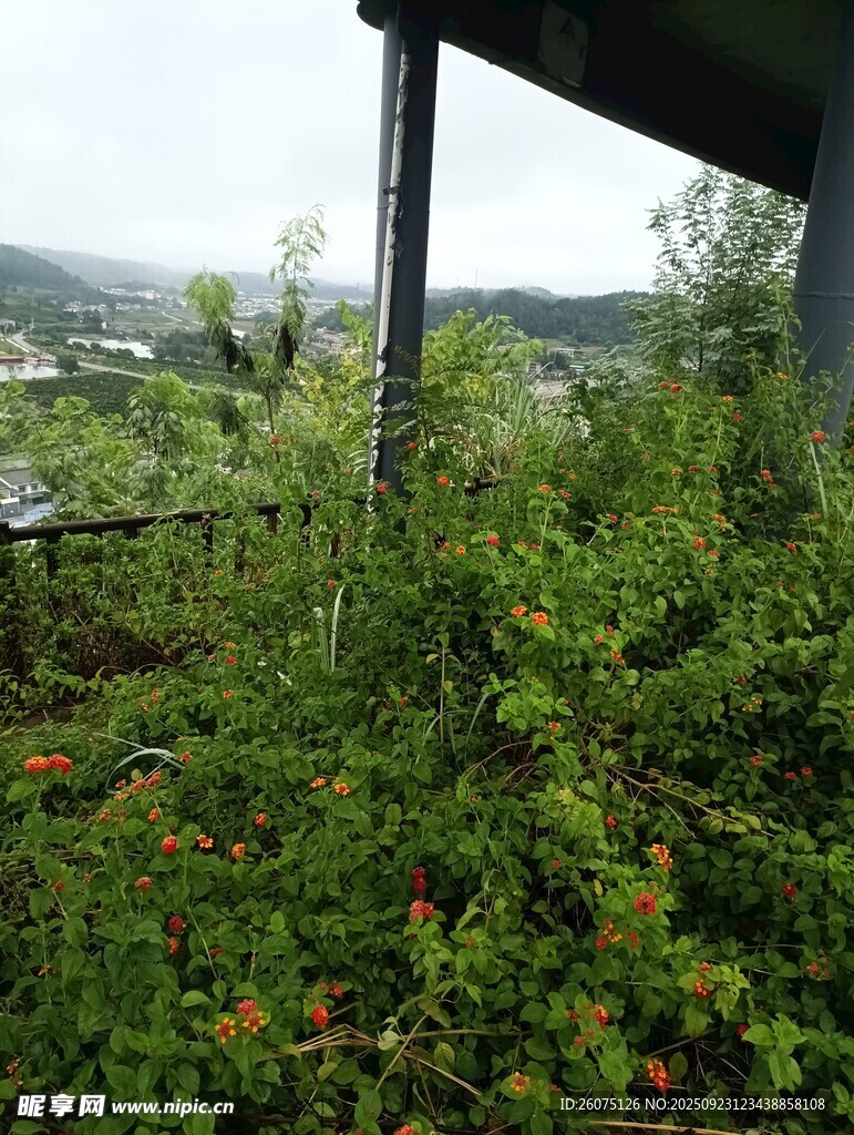 戶外繁茂綠植景觀