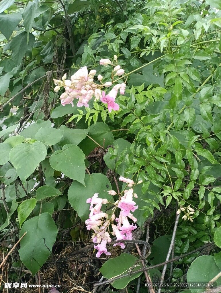 綠葉叢中的粉色小花