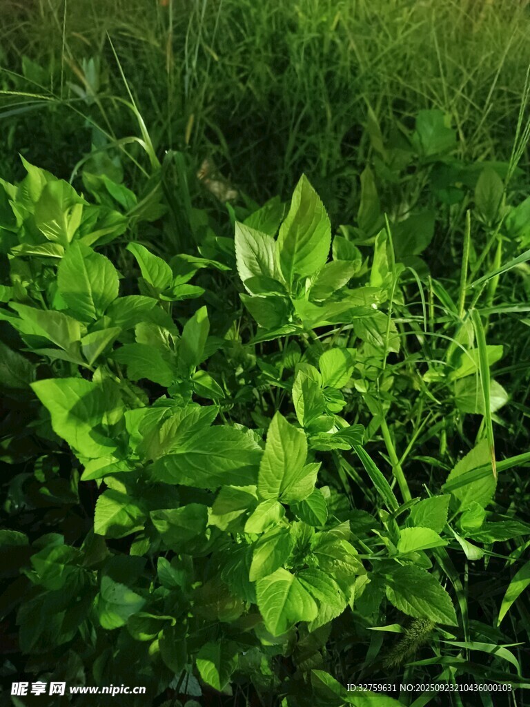 綠葉叢生的蓬勃植物景觀