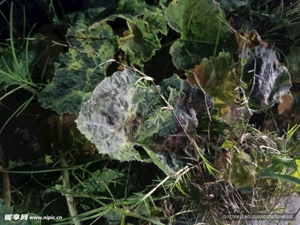 林間斑駁植物與巖石景觀
