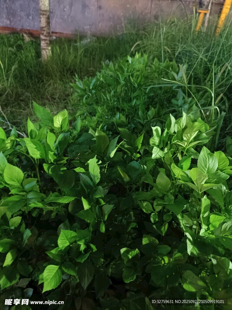 綠意盎然的植物景觀