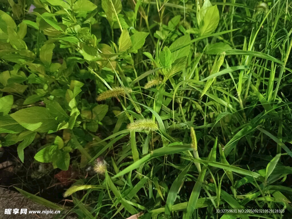 翠綠生機(jī)盎然的草地植物