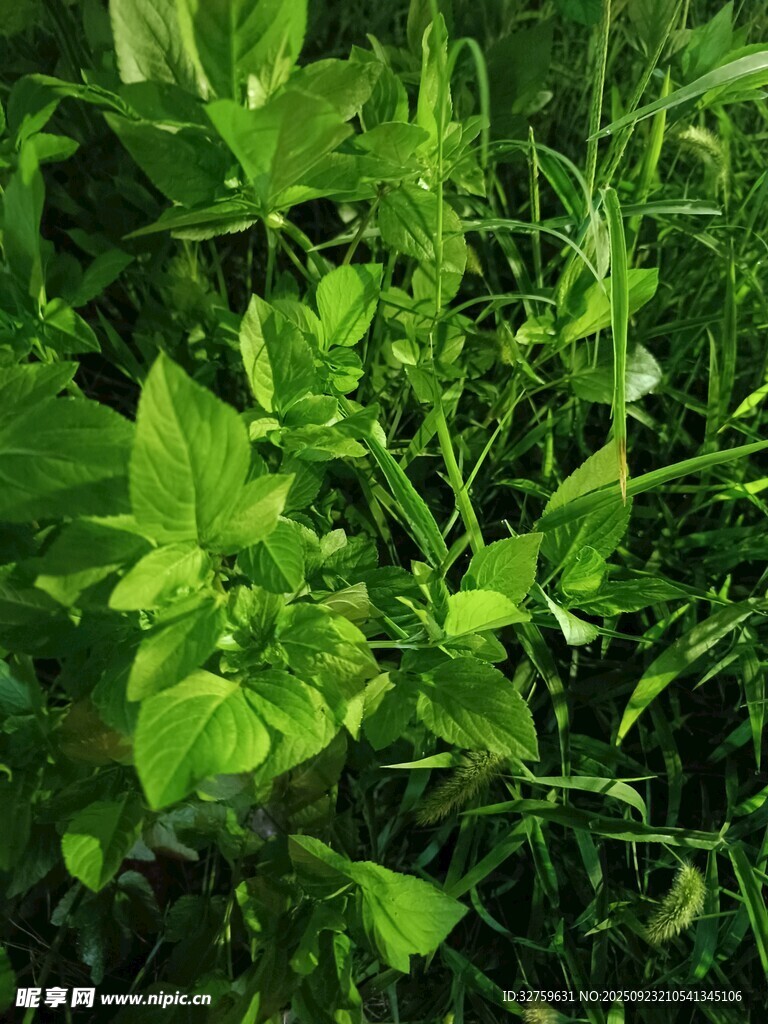 翠綠蓬勃的田間植物