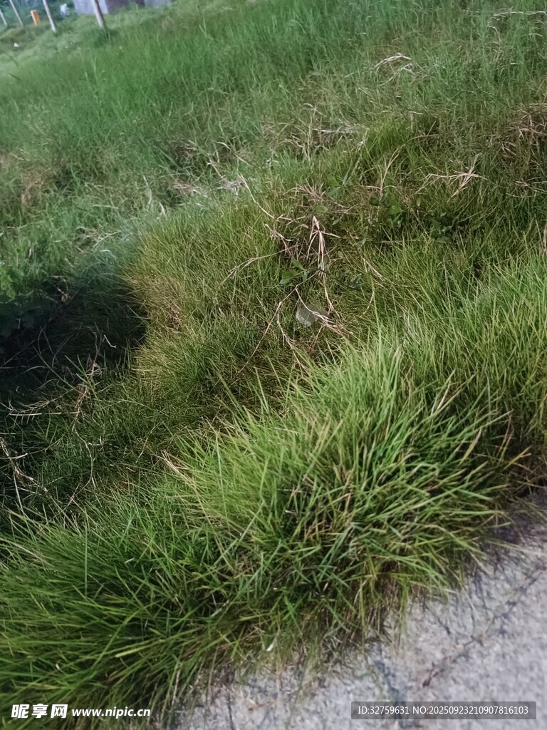 戶外草地景觀