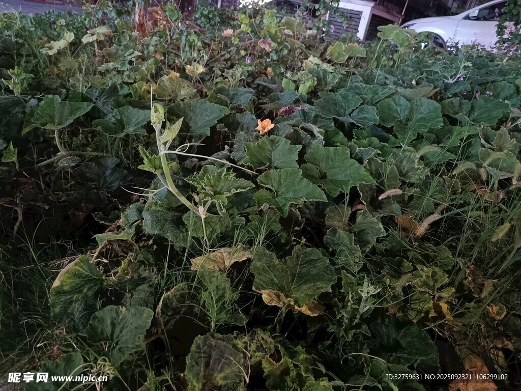 綠葉繁茂的植物景觀
