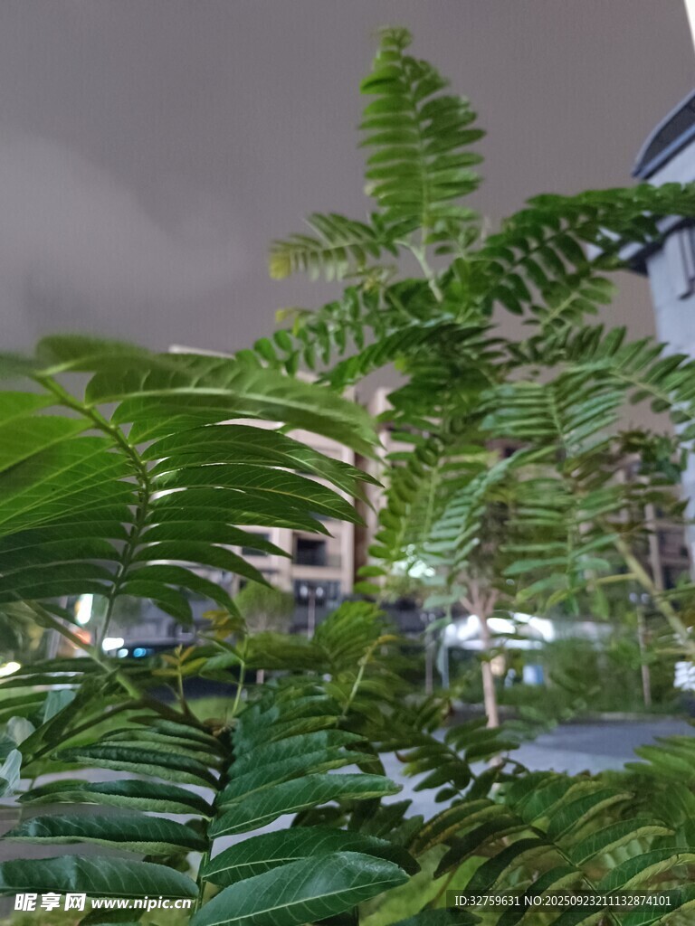 翠綠繁茂的羽狀葉片植物