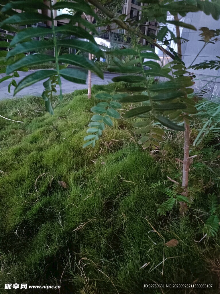 戶外翠綠繁茂的植物景觀
