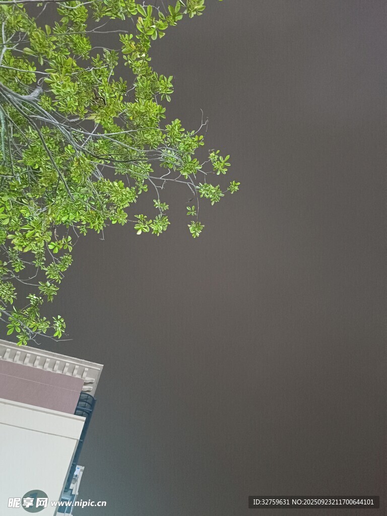 綠葉垂于建筑旁的景致