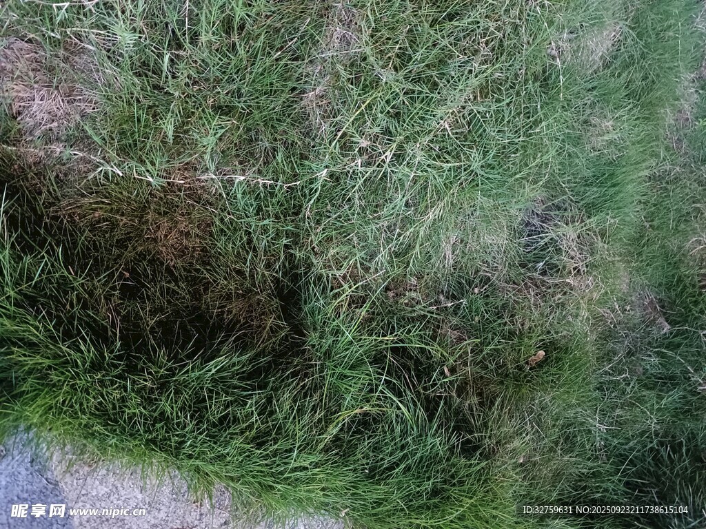地面上的茂密青草