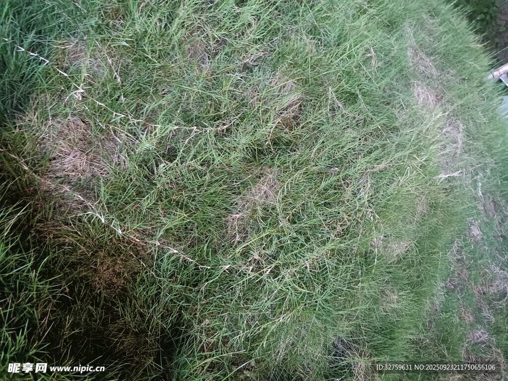茂密草地景象