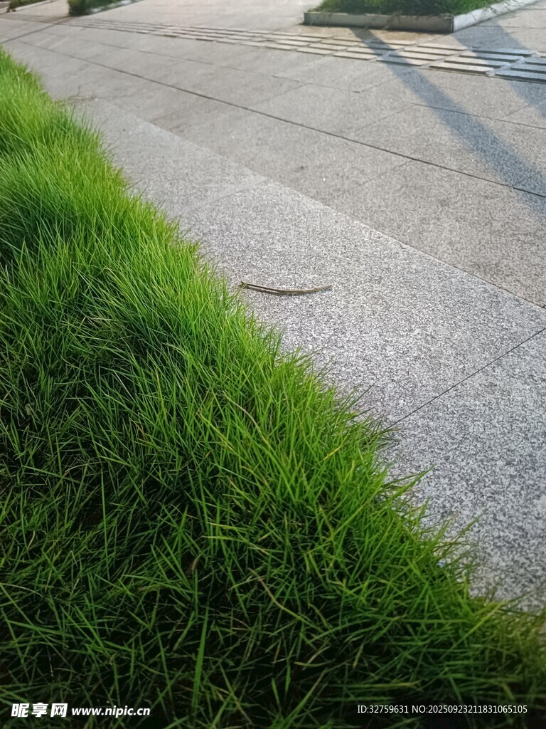路邊翠綠茂盛的青草