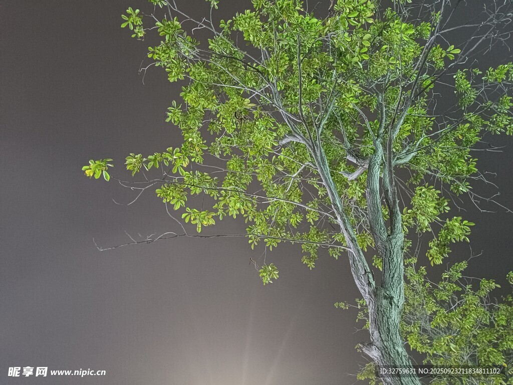 暗夜中挺立的翠綠樹(shù)木