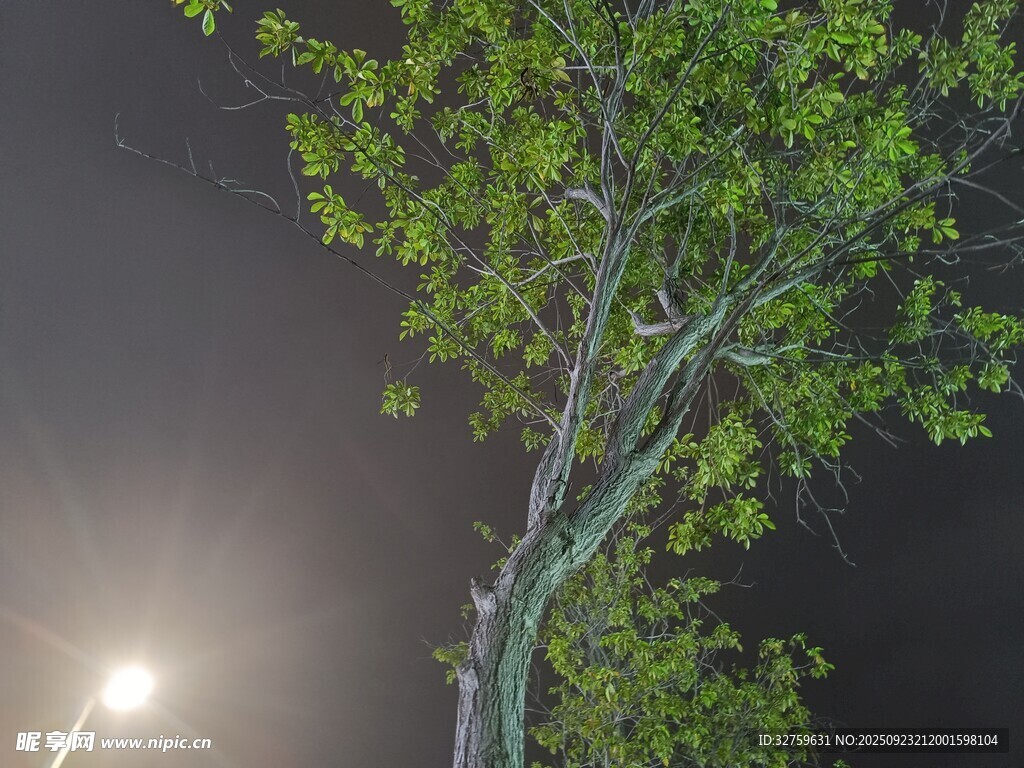 夜燈下的翠綠樹木