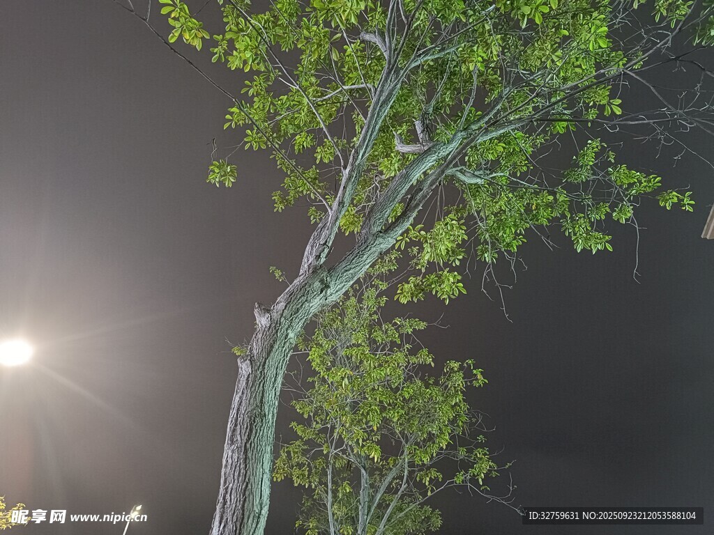 夜燈下的翠綠樹木