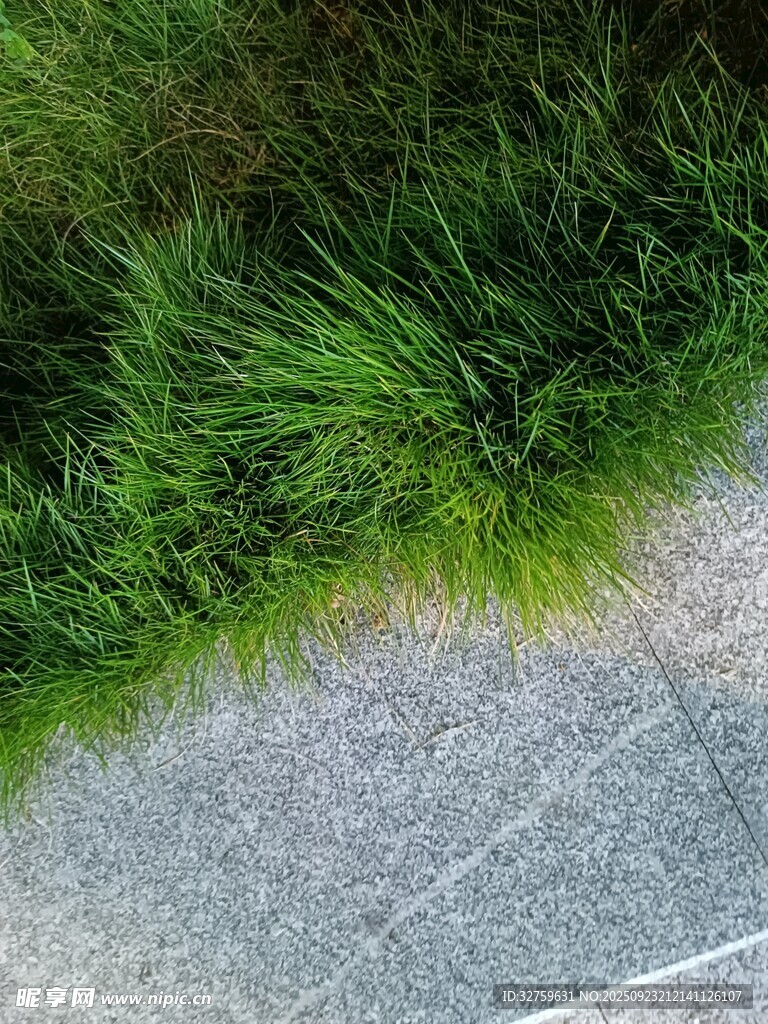 草地與石板的自然交界