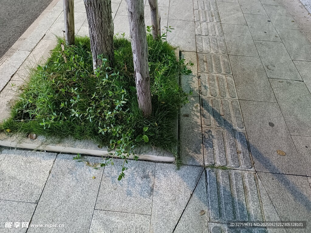 樹下綠植裝點(diǎn)城市角落