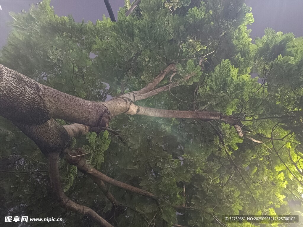 陽光穿透枝葉的繁茂大樹