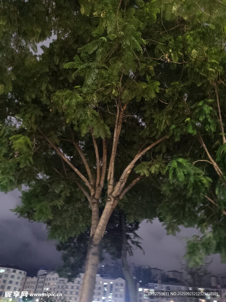 俯瞰蔥郁大樹與城市景觀