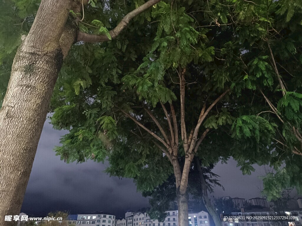 暴風雨前的大樹