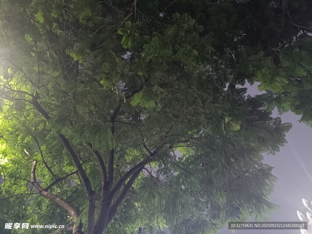 林間陽(yáng)光穿透茂密枝葉