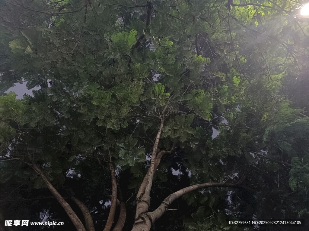 陽光透過枝葉灑下的景象