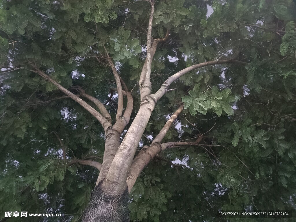 枯樹挺立在蔥郁樹林中