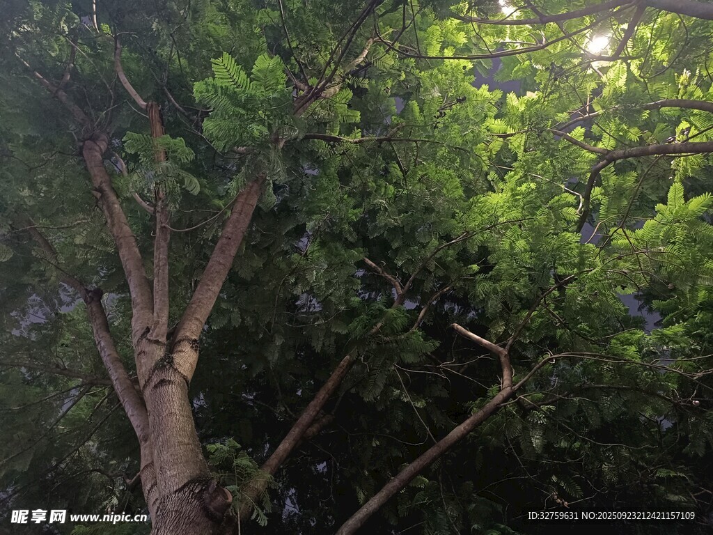 茂密樹林中的挺拔樹木