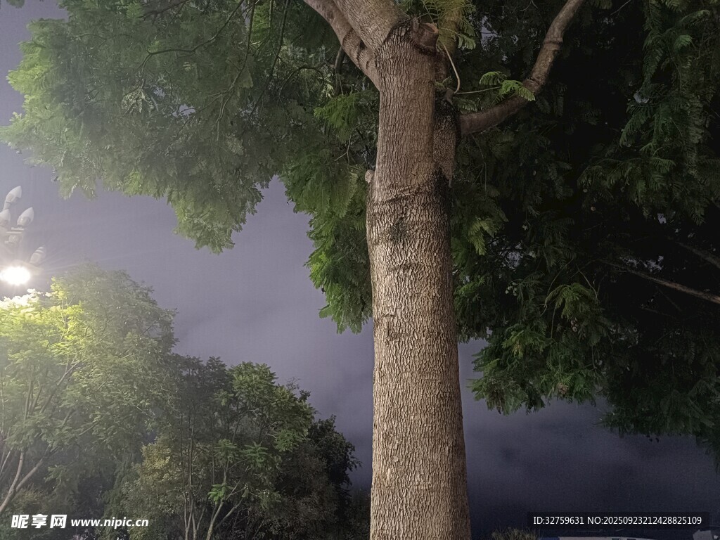 夜幕下的挺拔大樹