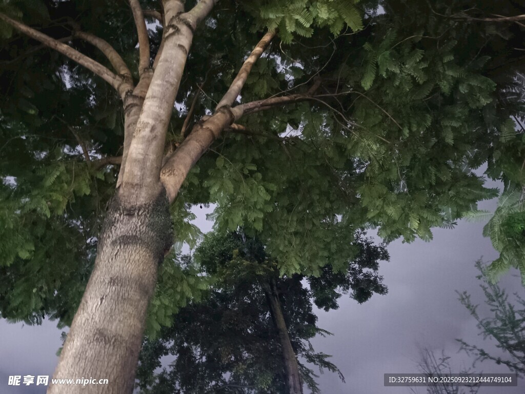 仰視視角下的繁茂樹木