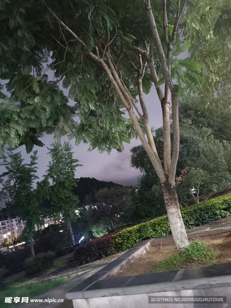 公園暮色中的樹木景觀
