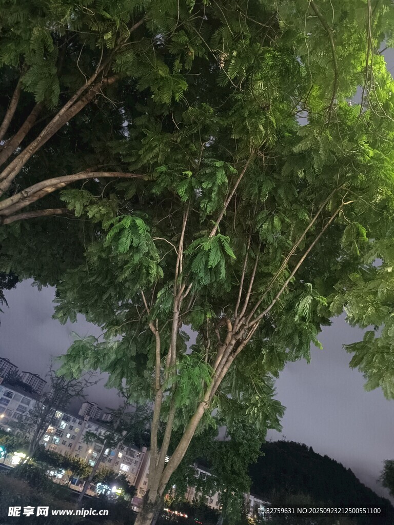 夜晚樹下的城市夜景