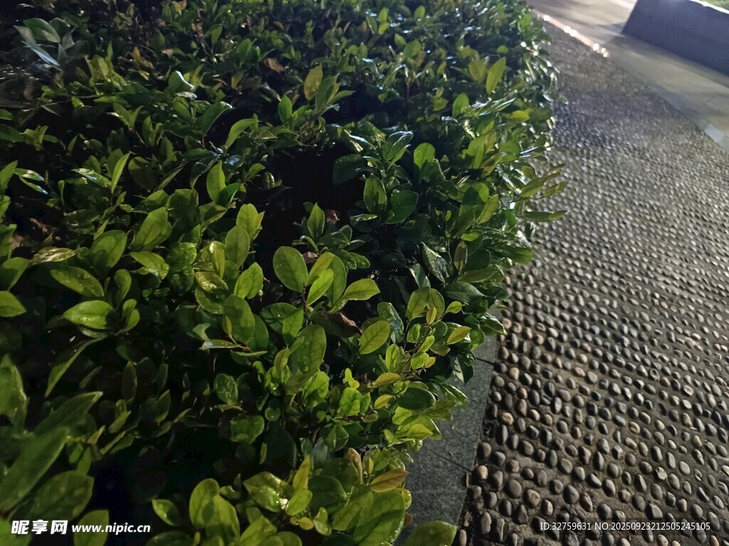 路邊翠綠灌木叢