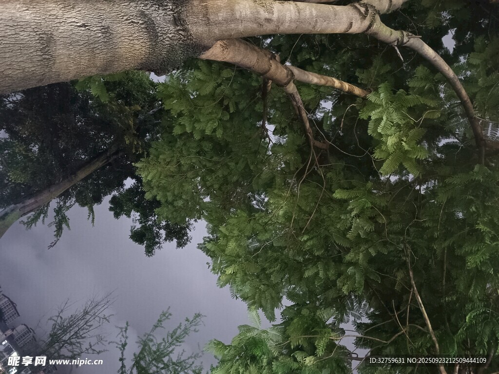 仰視茂密樹林中的粗壯樹干