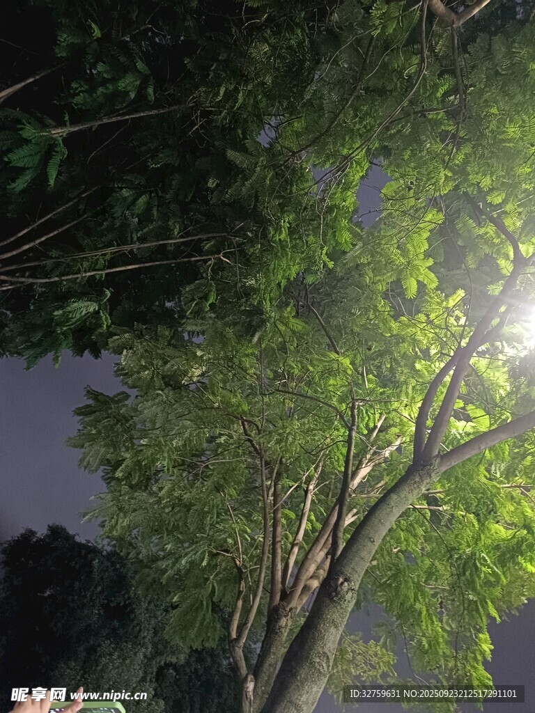 夜晚樹下的光影景象