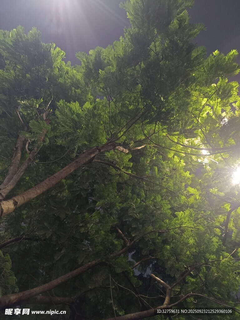 陽光穿透茂盛綠樹景象