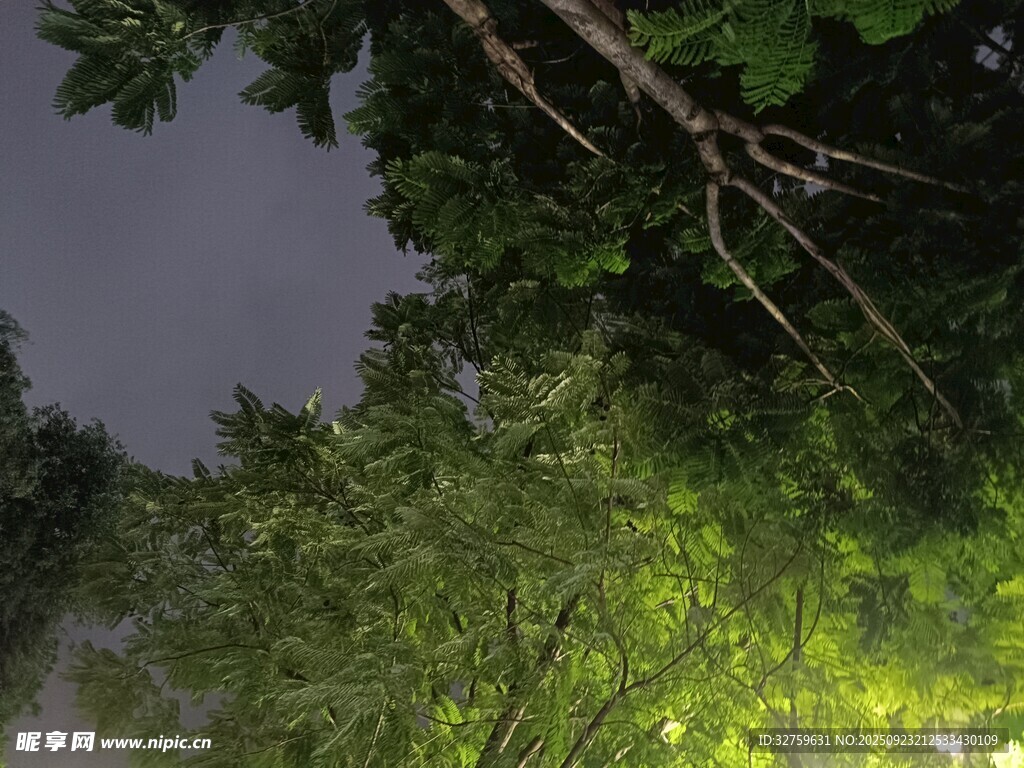 森林夜幕下的神秘光影