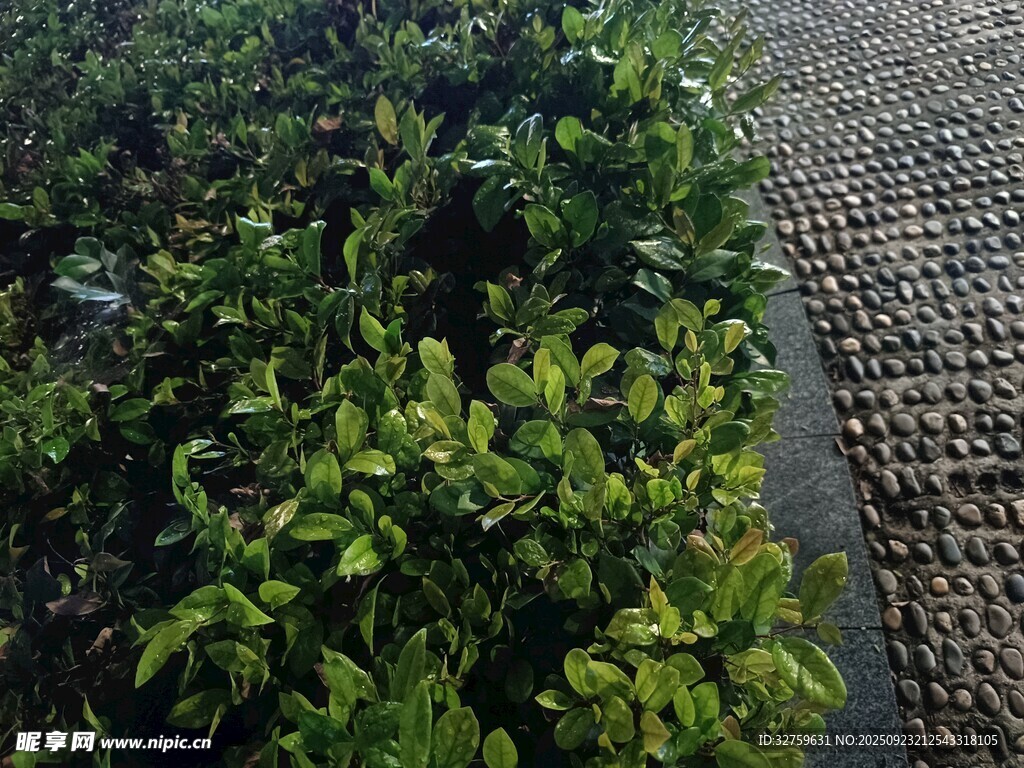 綠植旁的磚石路面