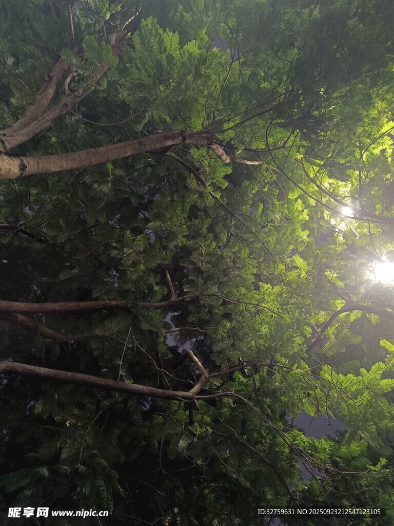 陽(yáng)光穿透茂密樹林景象