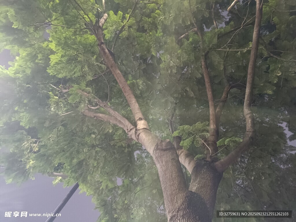 陽光照耀下的繁茂大樹
