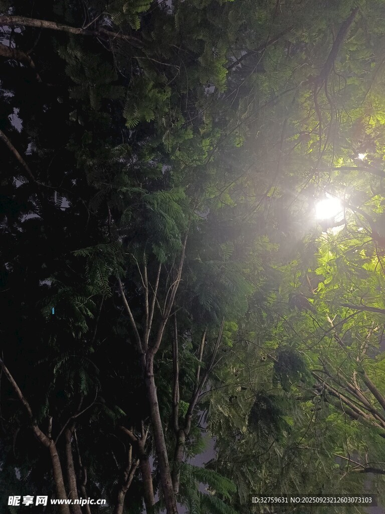 夜晚林間的光束