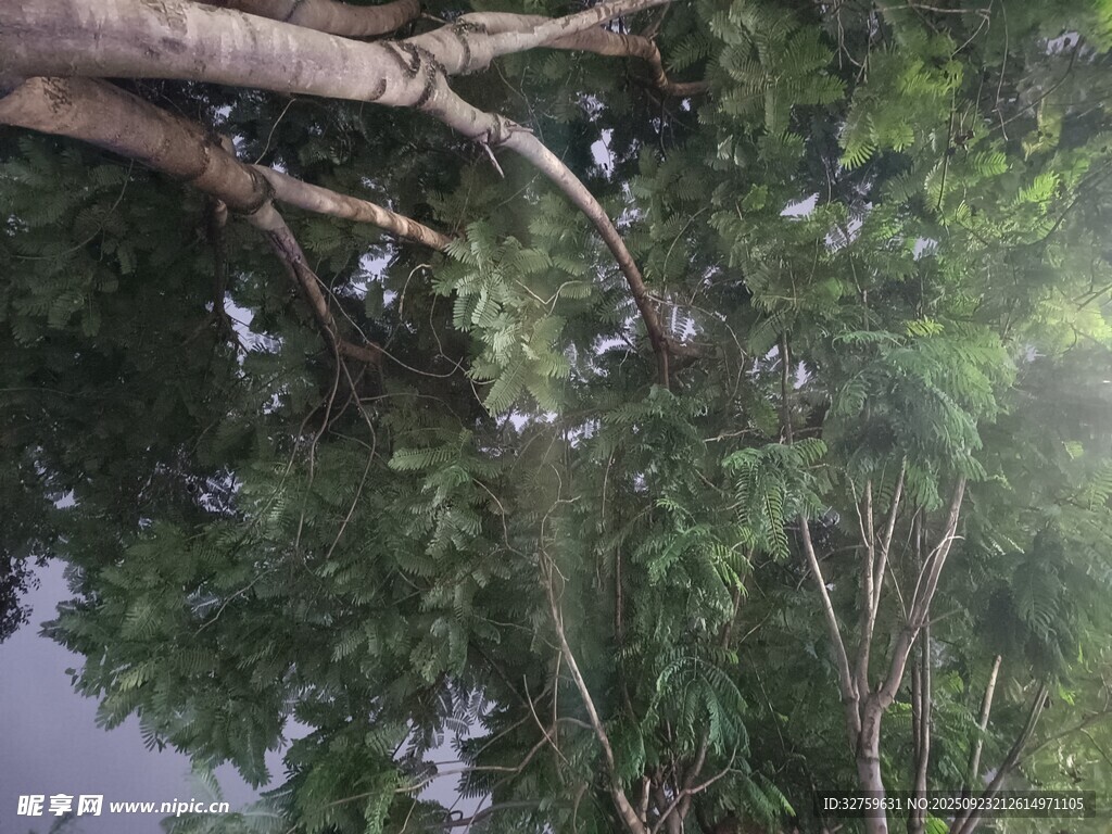 仰視繁茂枝葉與交錯(cuò)樹枝