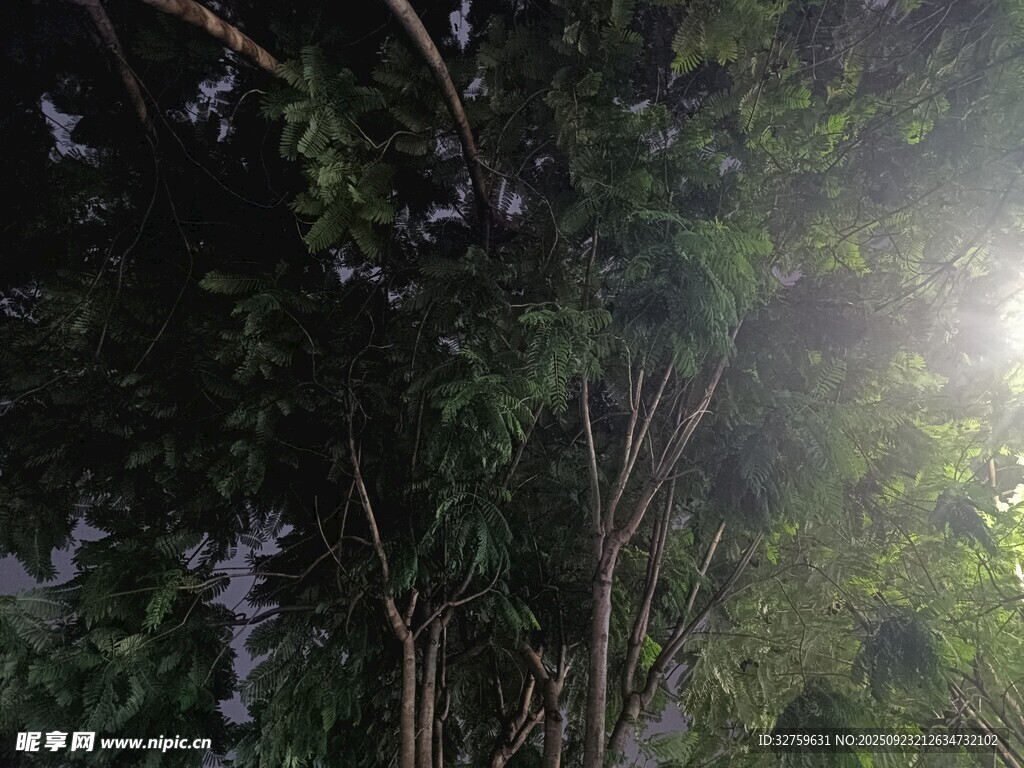 夜中樹(shù)林 