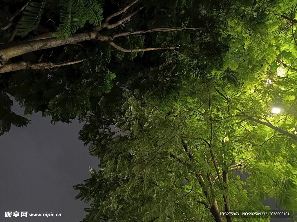夜幕下的蔥郁樹林