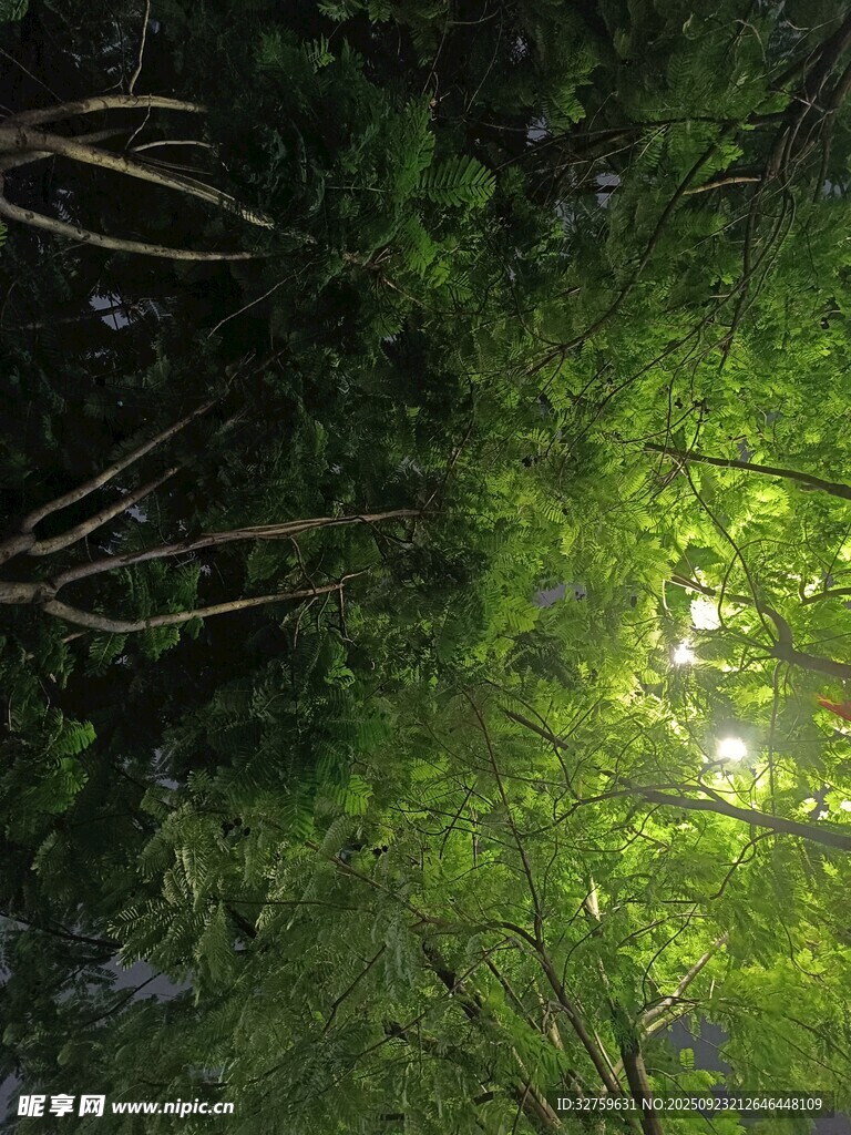 林間陽光灑落綠意盎然