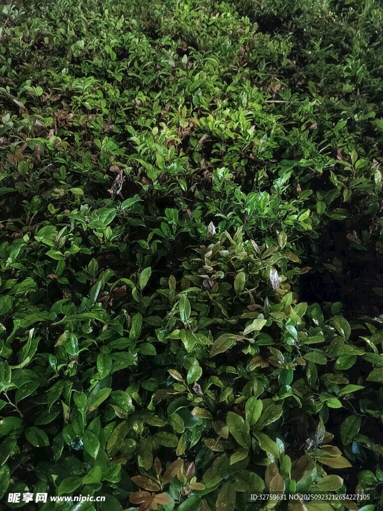 翠綠繁茂的茶樹景觀
