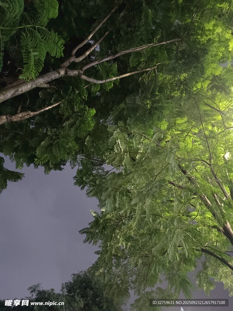 林間樹梢下的天空景致